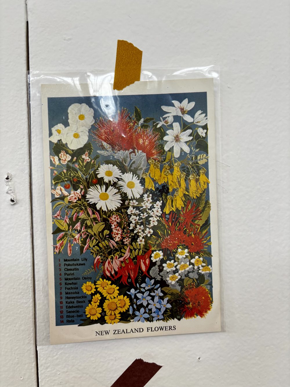 A postcard which says "New Zealand Flowers" taped on the studio wall. Surrounded by a white border, various colorful flowers are shown on a blue background.